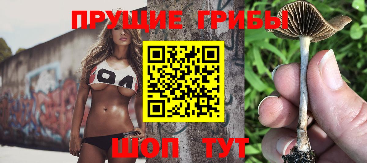 Галлюциногенные грибы Psilocybe Урюпинск
